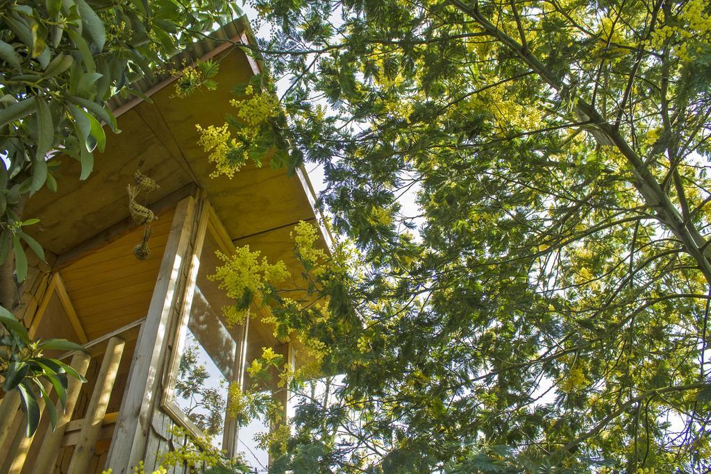 La Casa Del Arbol De Chiloe Villa Castro Eksteriør billede